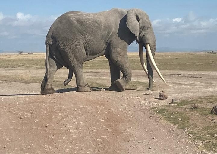 Amboseli Elephant Herds: 8 Incredible Giants You Must See