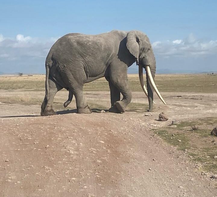 Amboseli Elephant Herds