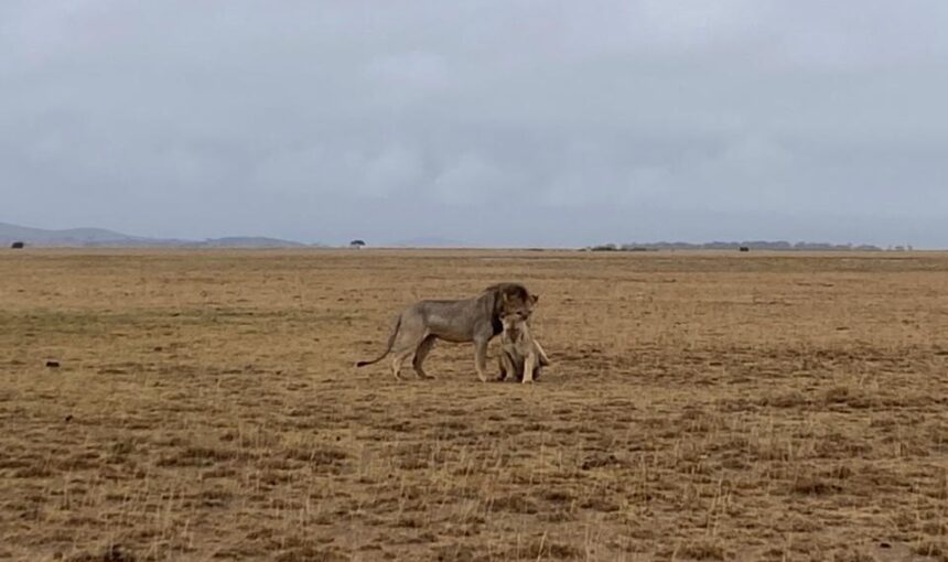 Meru National Park: 5 Wild Secrets for Extraordinary Safaris