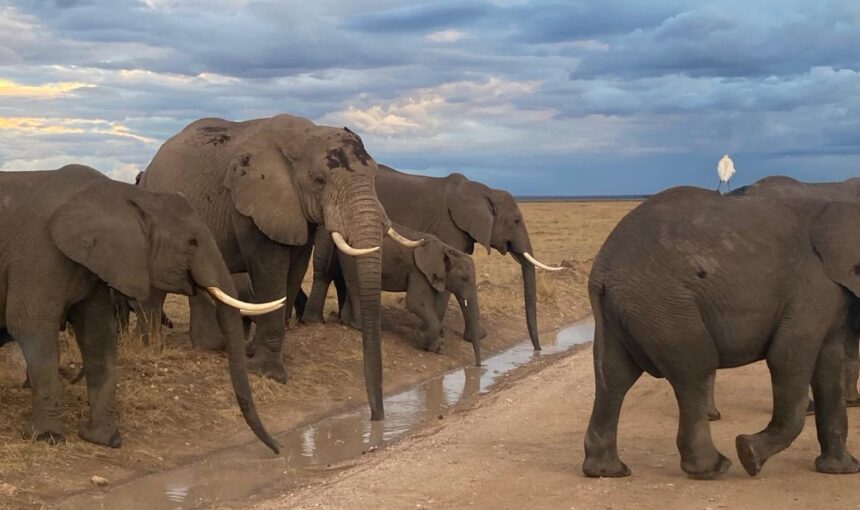9 Best Kenya Safari Prices for Every Budget in 2026
