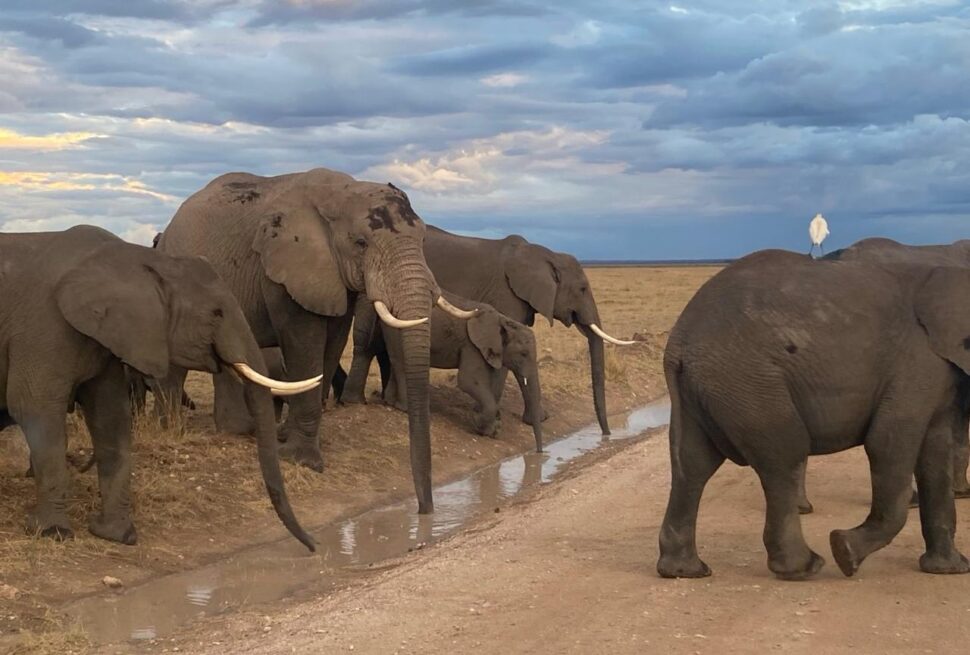 Kenya safari prices