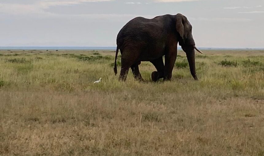 5 Day Kenya Safari: 8 Epic Adventures You Must Experience