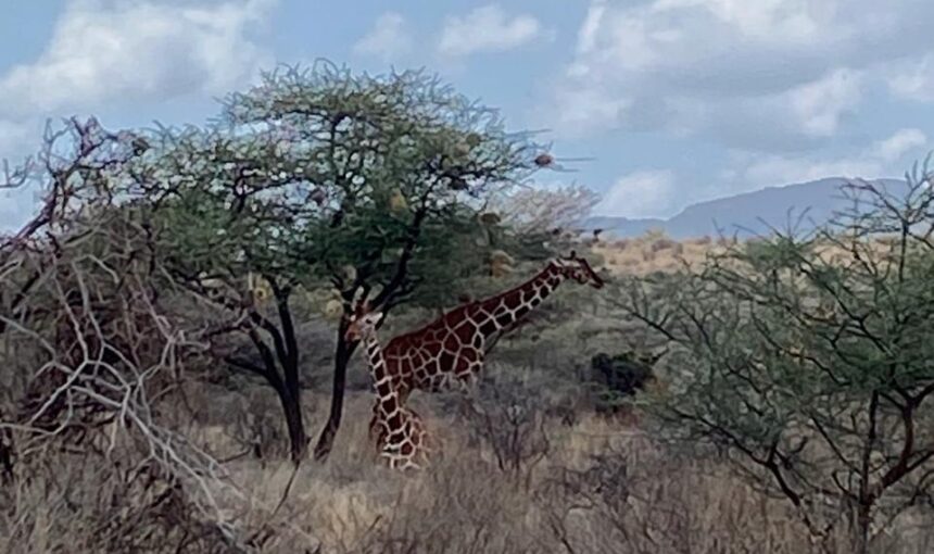 Kenya Essentials: 12 Ultimate Packing Tips for Safari Success