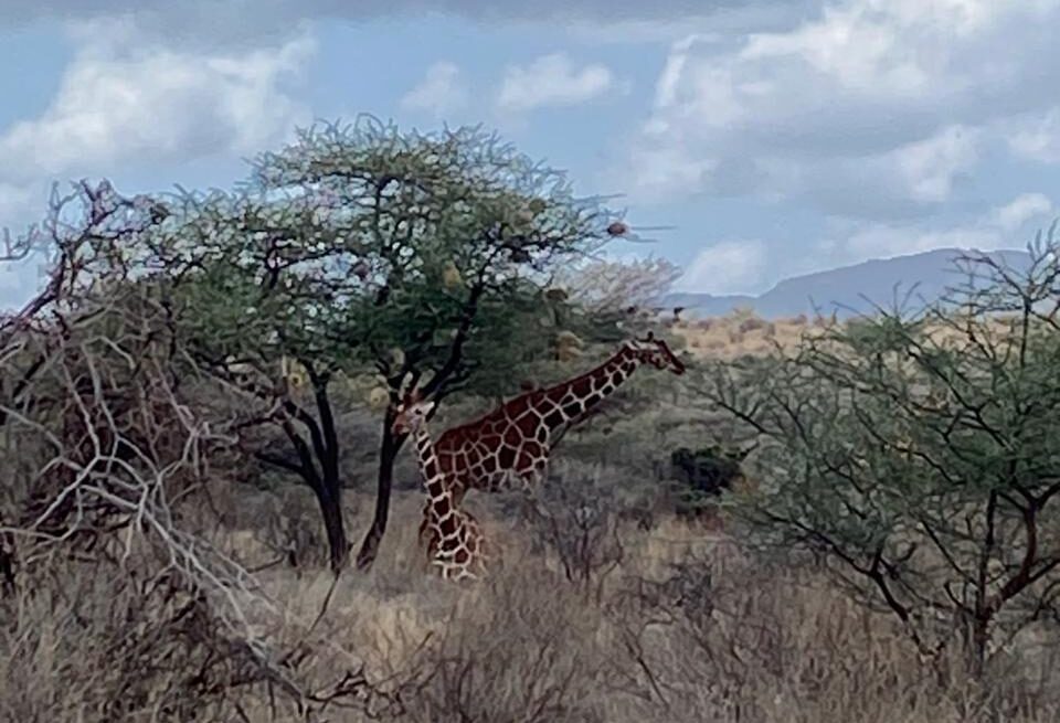 Kenya Essentials: 12 Ultimate Packing Tips for Safari Succe