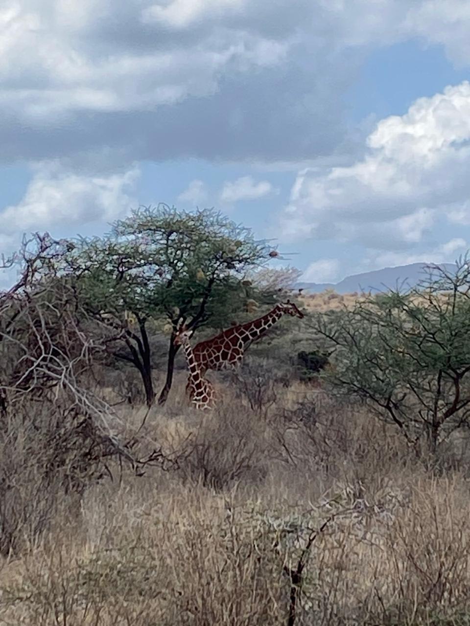 Kenya Essentials: 12 Ultimate Packing Tips for Safari Succe