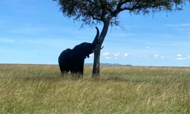 Luxury Stay Kenya: 10 Incredible Safari Lodges