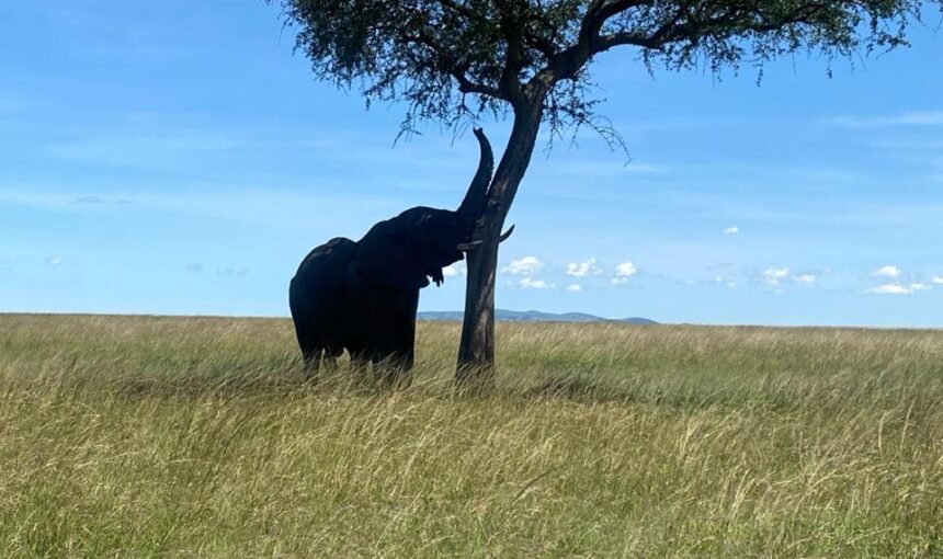 Luxury Stay Kenya: 10 Incredible Safari Lodges