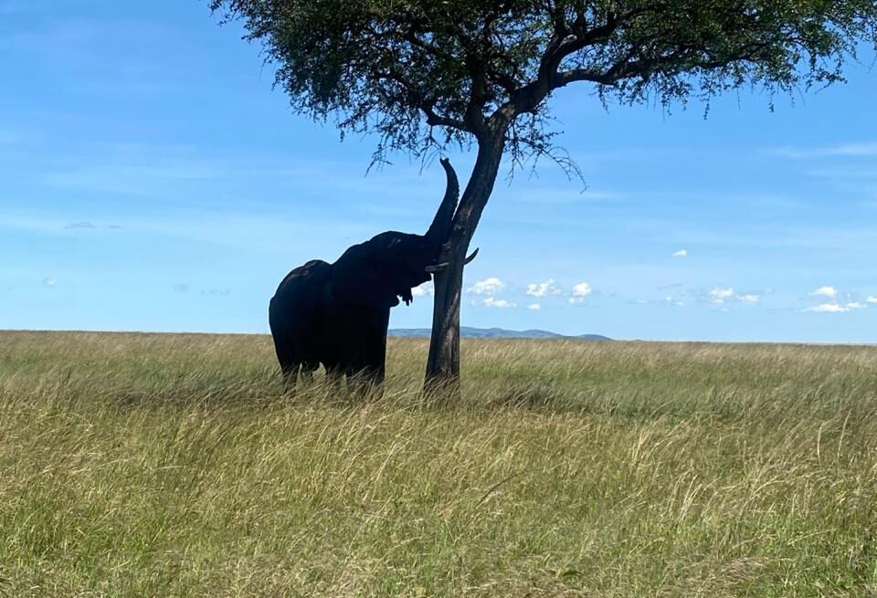 Luxury Stay Kenya: 10 Incredible Safari Lodges