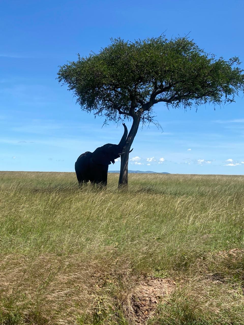 Luxury Stay Kenya: 10 Incredible Safari Lodges
