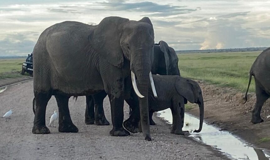 Tsavo Amboseli Diani Beach Safari: 7 Incredible Experiences