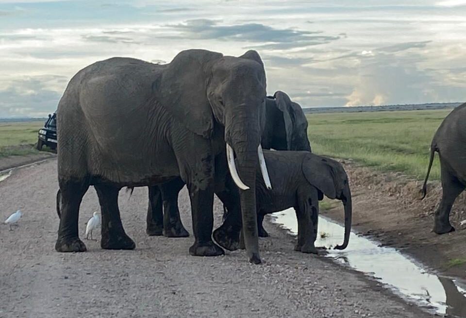 Tsavo Amboseli Diani Beach Safari