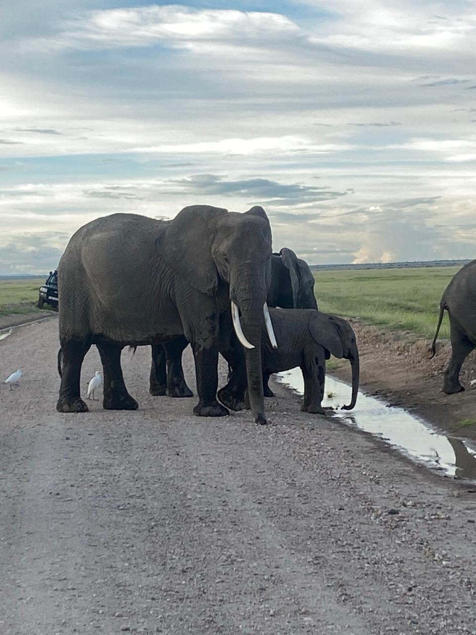 Tsavo Amboseli Diani Beach Safari