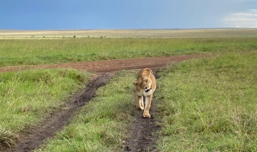 Kenya Safari on a Budget: 11 Powerful Steps for 2026