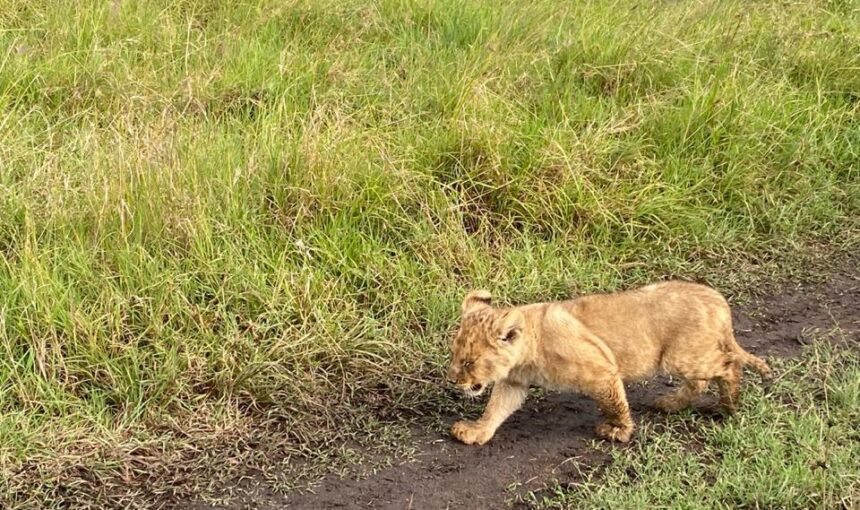 What animals are in Big Five Kenya: 10 Incredible Adventures