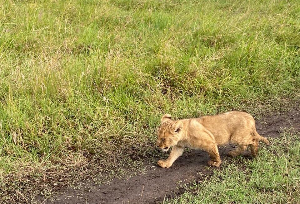 Big Five. what animals are in Big Five Kenya