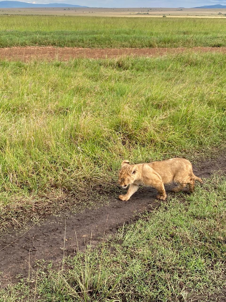 Big Five. what animals are in Big Five Kenya