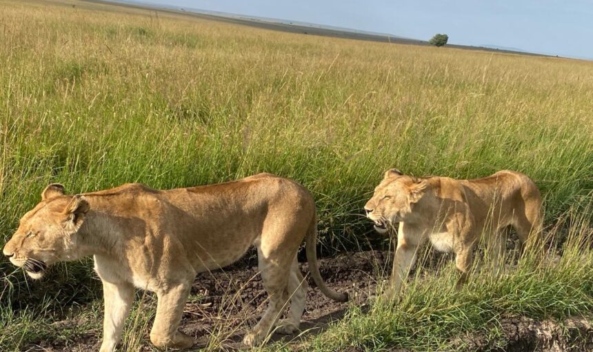 Kenya safari and beach holidays from UK departures: 5 Best Tips