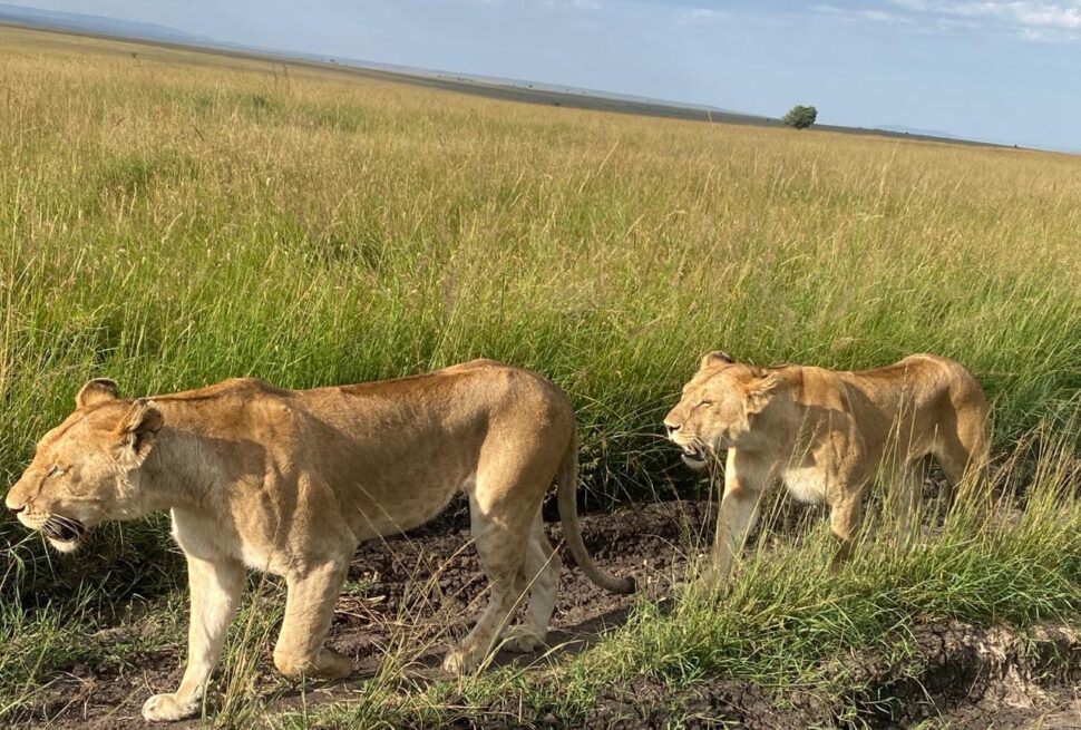 Kenya safari and beach holidays from UK departures