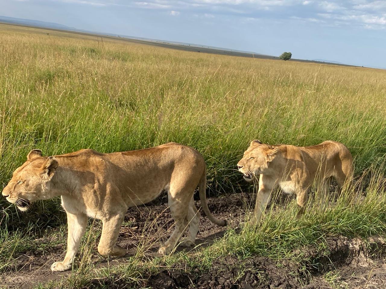 Kenya safari and beach holidays from UK departures
