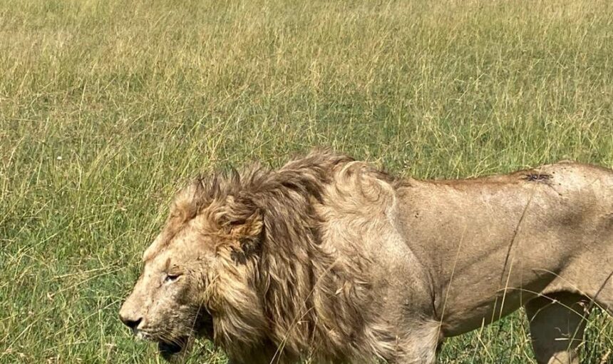 9 Unforgettable Family Safari Adventures in Kenya