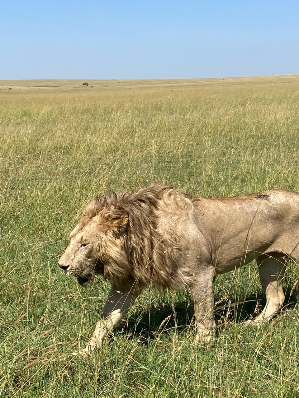 family safari adventures in Kenya