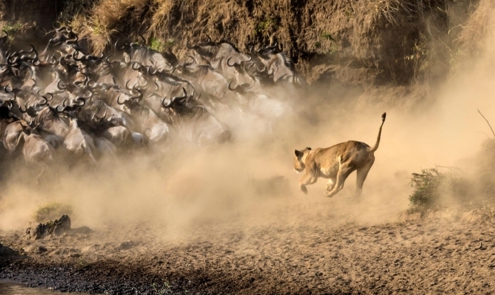 Maasai Mara Migration 2026