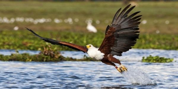 14-Day Kenya Safari: 15 Epic Wildlife & Beach Adventures