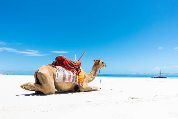 Malindi Diani Beach Watamu