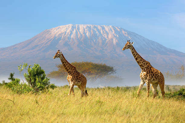 Amboseli National Park