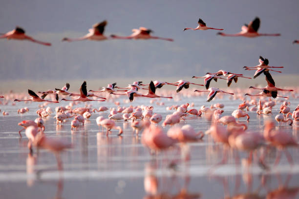 Lake Nakuru: 10 Incredible Reasons to Visit This Wildlife Paradise