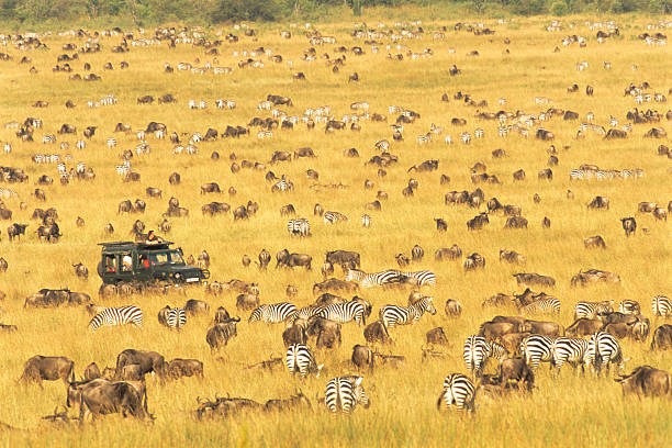 Kenya Essentials: 10 Incredible Tips for Your Perfect Safari