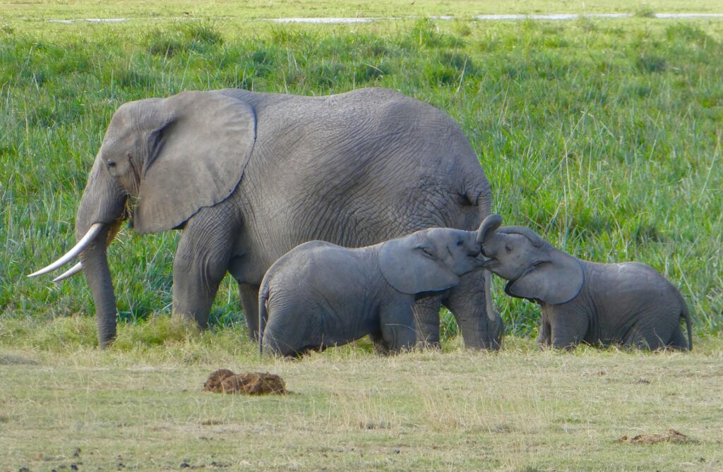 Safaris in Untouched Nature: 10 Incredible Hidden Escapes
