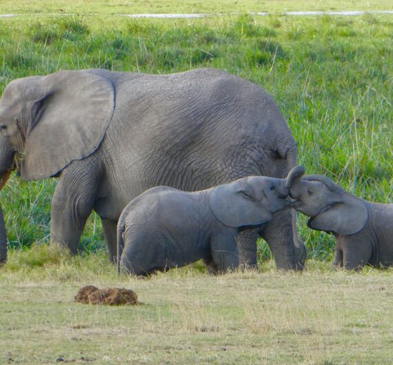 Safaris in Untouched Nature: 10 Incredible Hidden Escapes