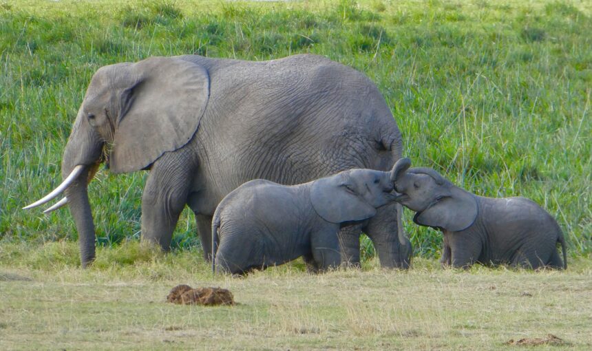 Safaris in Untouched Nature: 10 Incredible Hidden Escapes