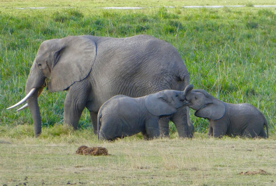 Safaris in Untouched Nature: 10 Incredible Hidden Escapes