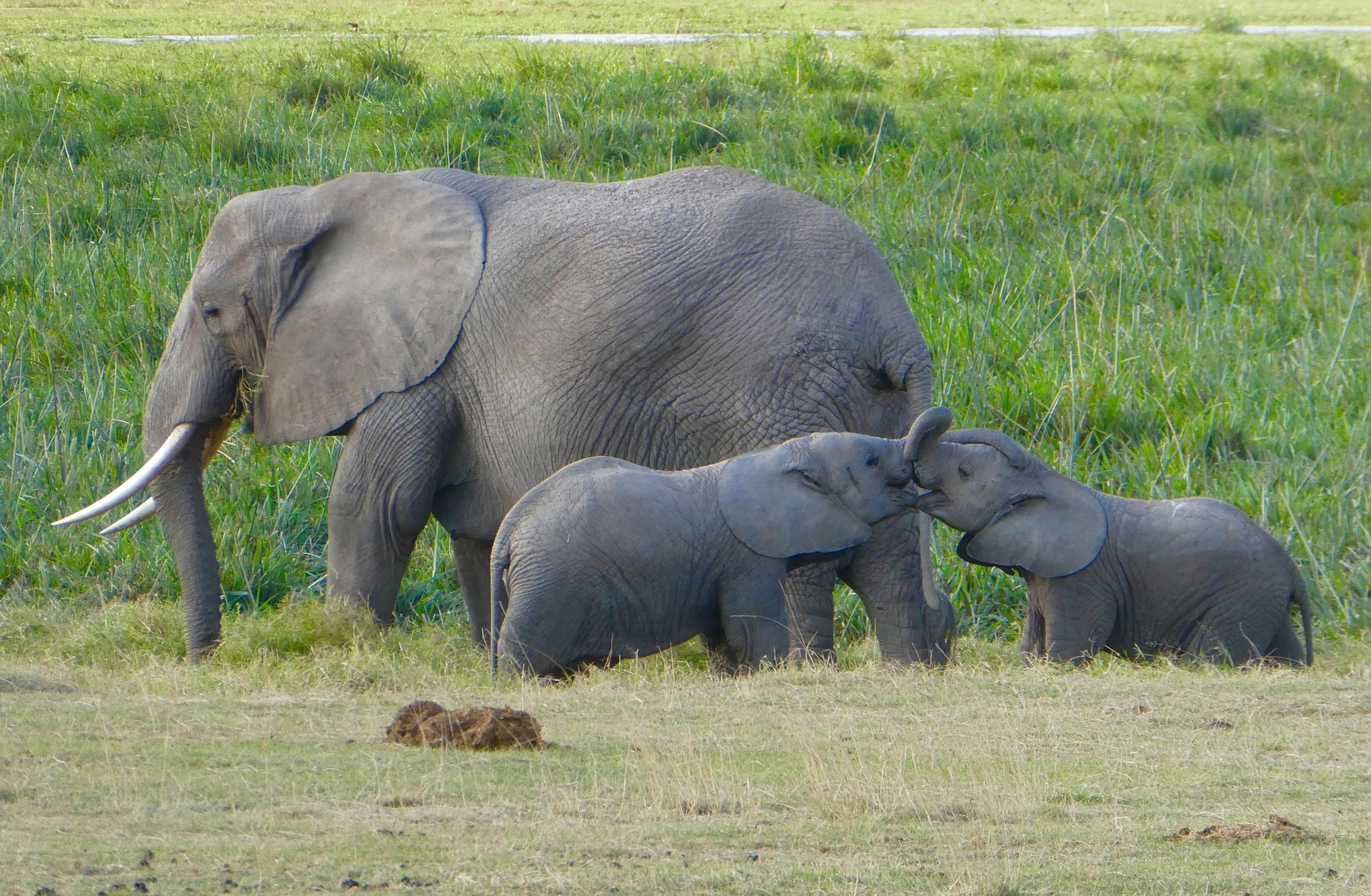 Safaris in Untouched Nature: 10 Incredible Hidden Escapes