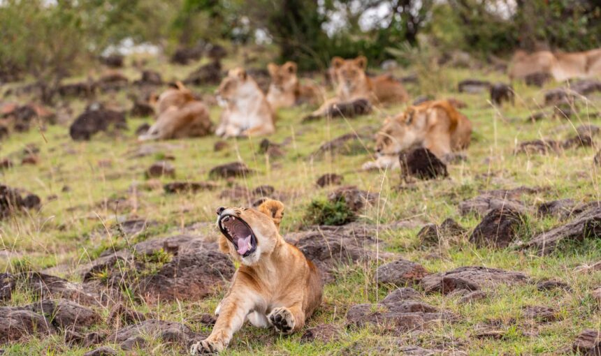 Ultimate Uganda Safari: 10 Incredible Adventures Await