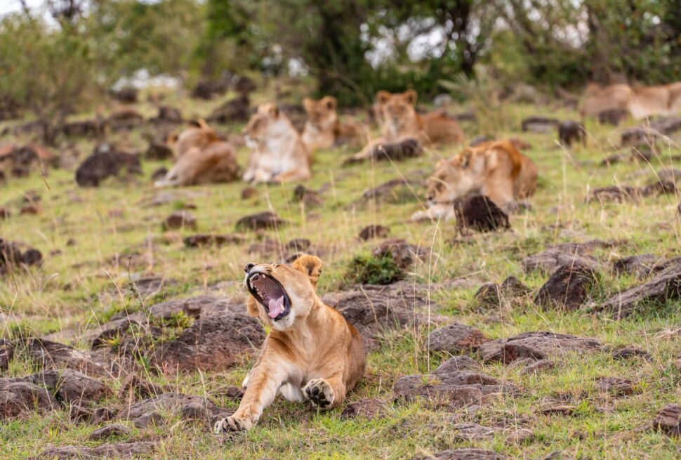 Kenya safari and beach holidays 2 weeks Ultimate Uganda Safari