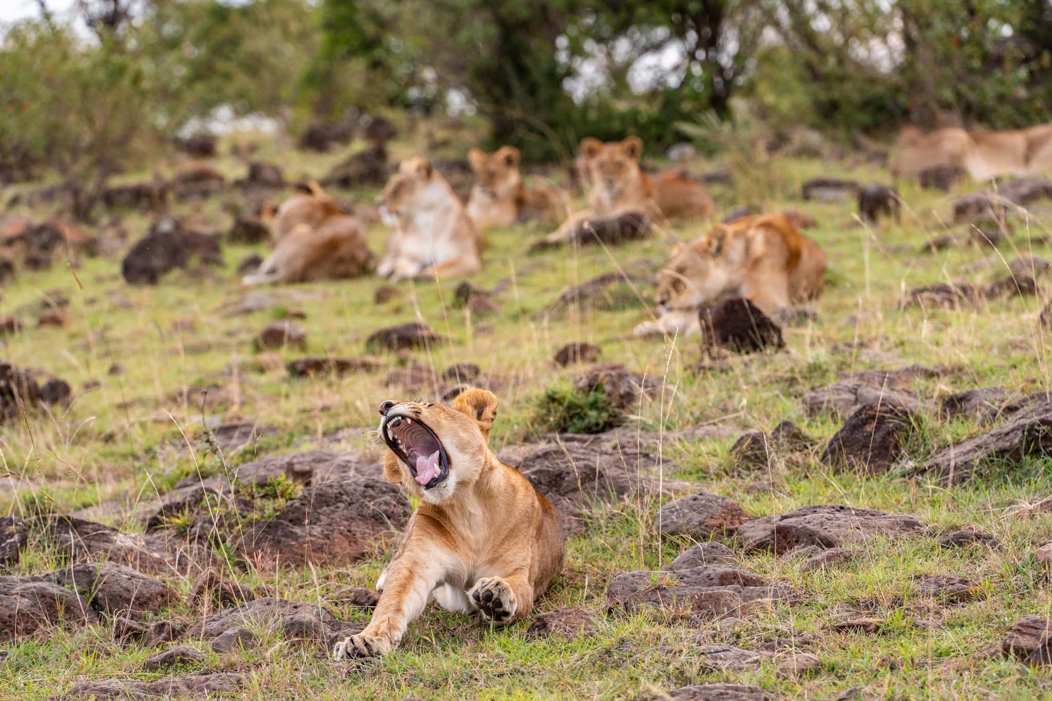 Kenya safari and beach holidays 2 weeks Ultimate Uganda Safari
