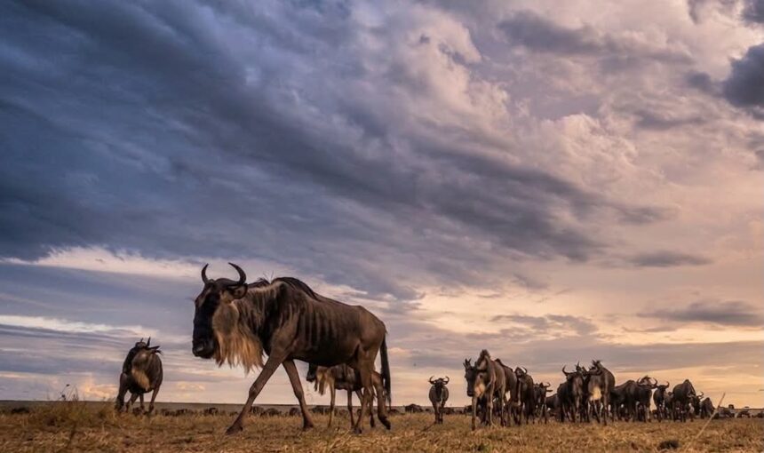 8-Day Kenya Safari: 11 Incredible Experiences You Can’t Miss