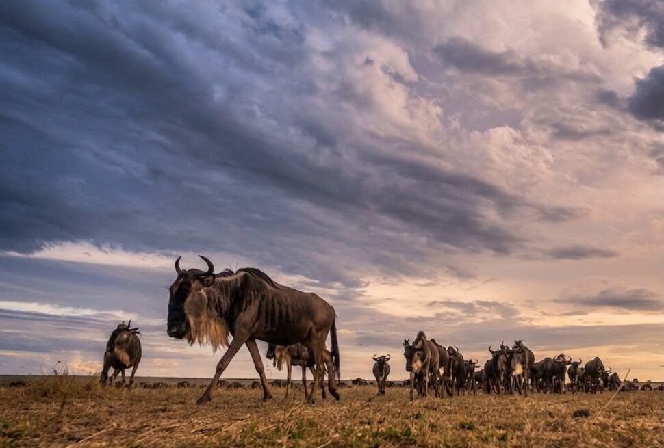 8-Day Kenya Safari