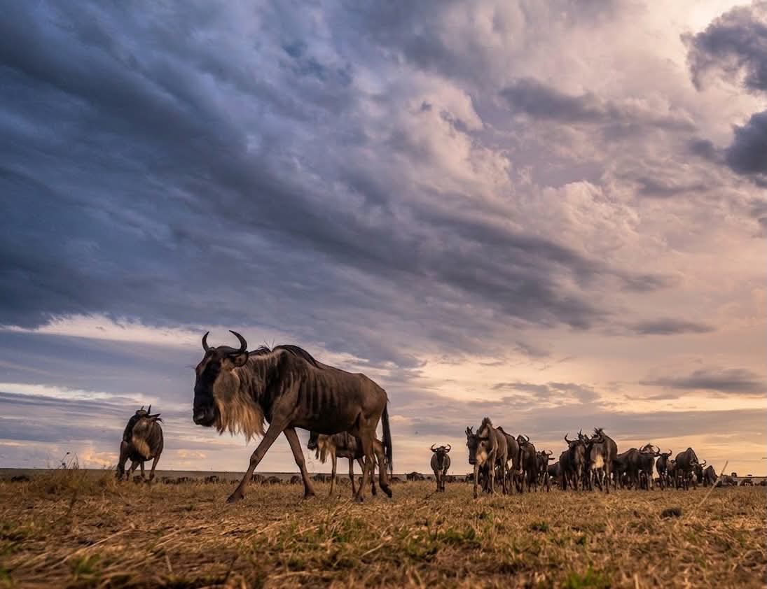 8-Day Kenya Safari