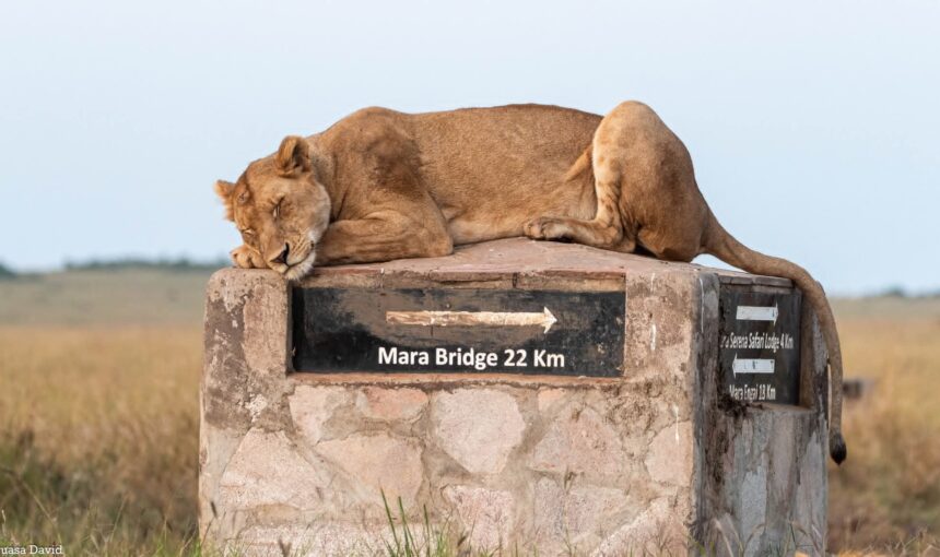 best Kenya honeymoon safari and beach itinerary: 7 Best Tips