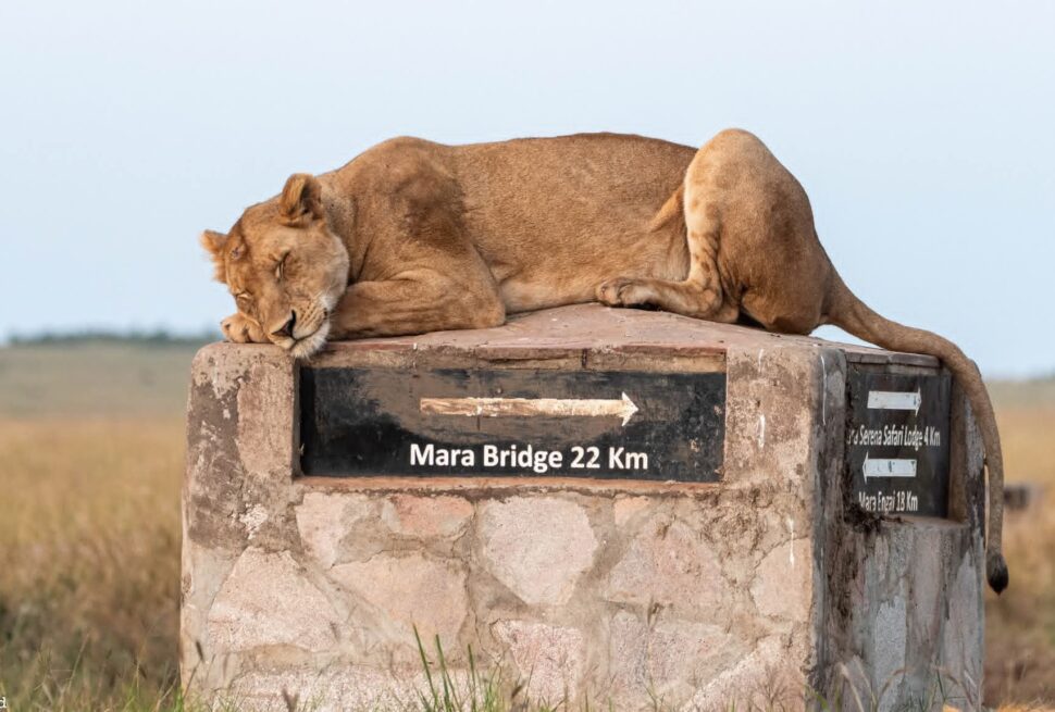 best Kenya honeymoon safari and beach itinerary