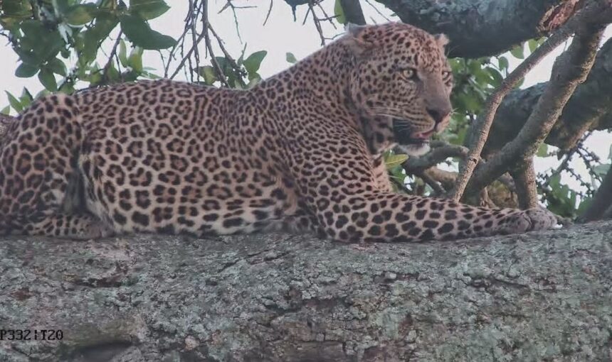 3-Day Kenya Safari: 7 Incredible Wildlife Experiences Await