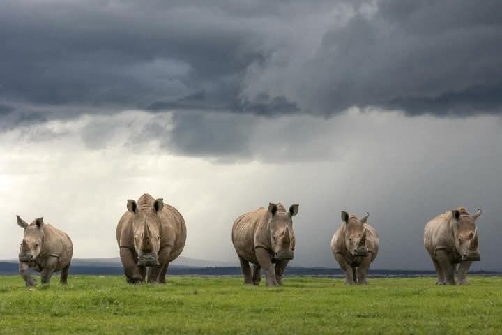 8 Day Kenya Safari is Kenya safe for safari vacation tourists