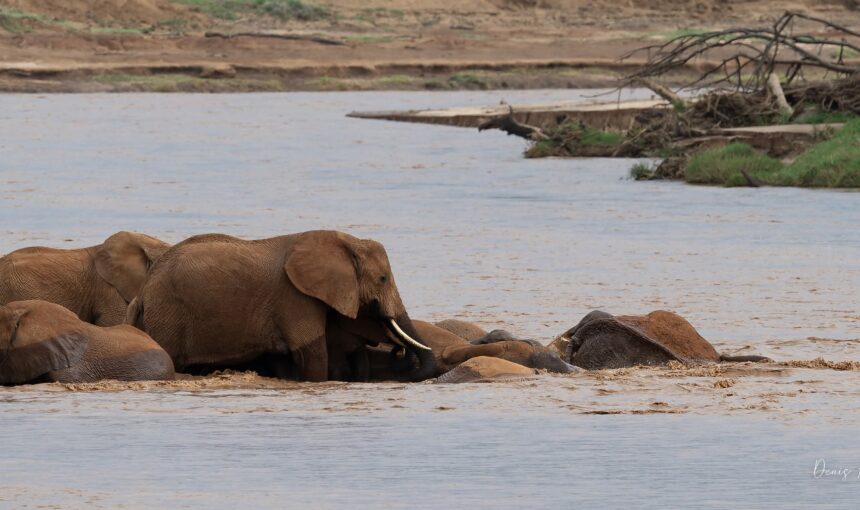4-Day Kenya Safari: 7 Epic Experiences You Can’t Miss