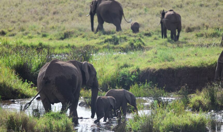 6-Day Kenya Safari: 9 Epic Wildlife Experiences