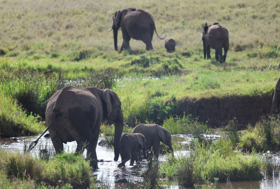 6-Day Kenya Safari: 9 Epic Wildlife Experiences
