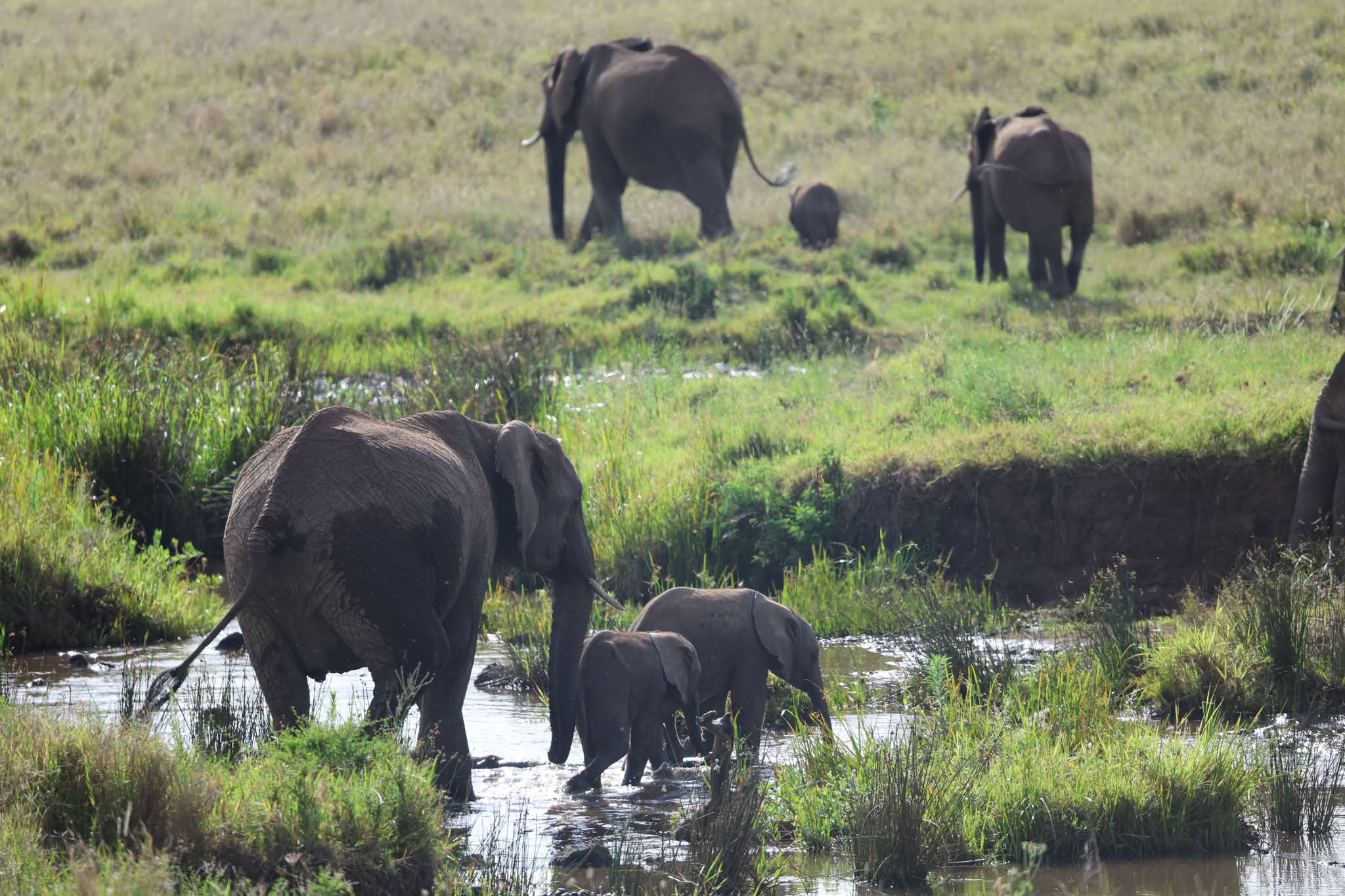 6-Day Kenya Safari: 9 Epic Wildlife Experiences